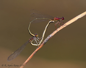 Enallagma dubium, mating pair